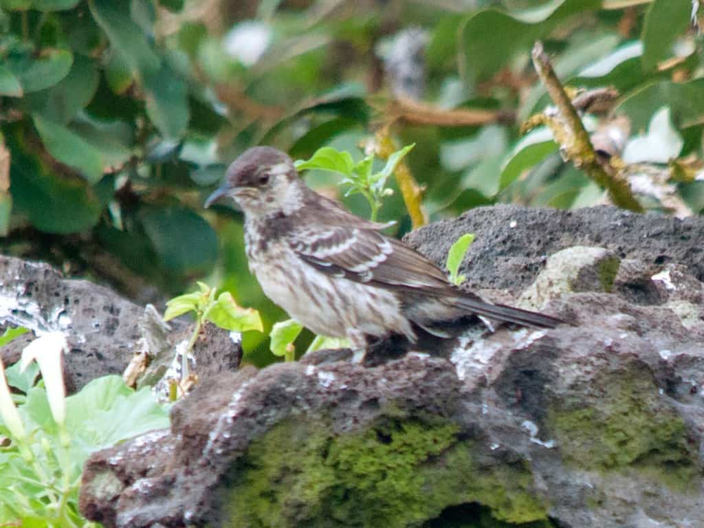 Floreana Mockingbird.