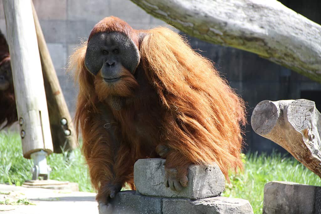 Sumatra-Orang-Utan