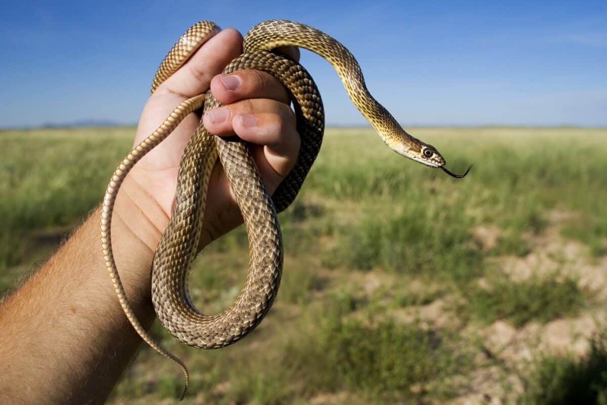coachwhip snake