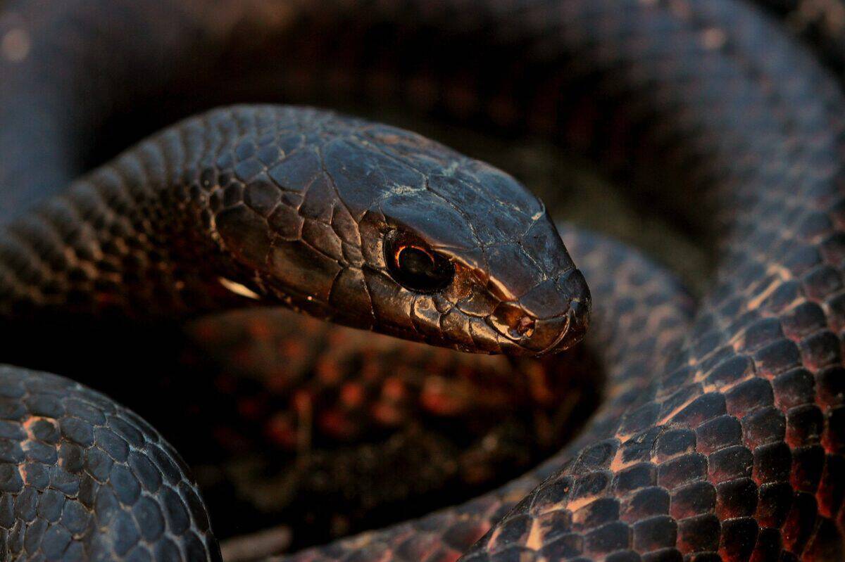 coachwhip snake