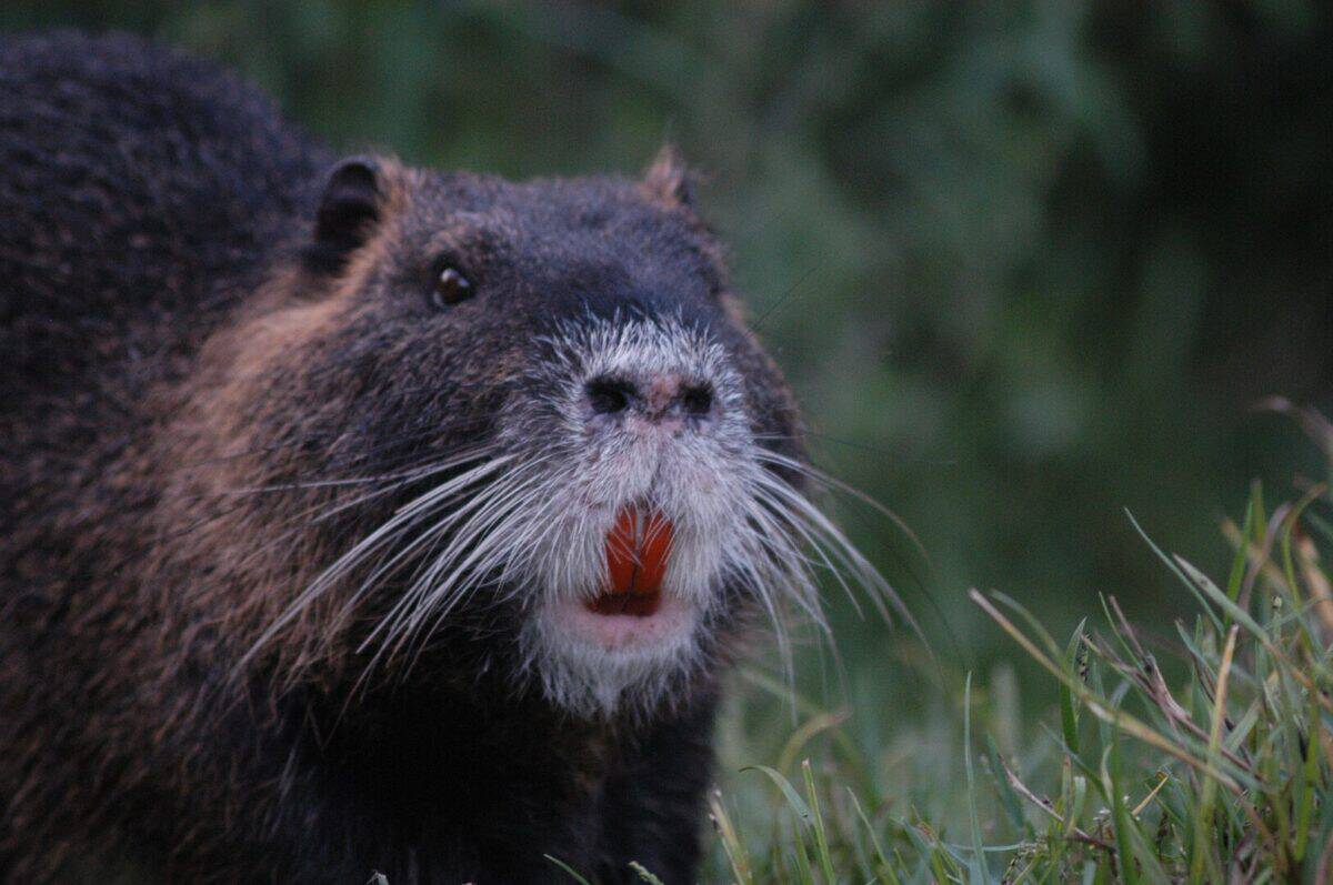 rodent invading California