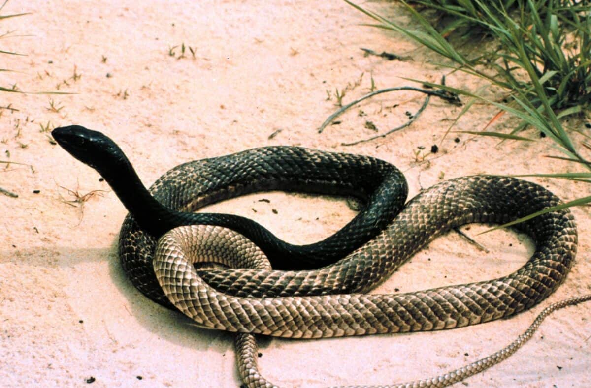 coachwhip snake