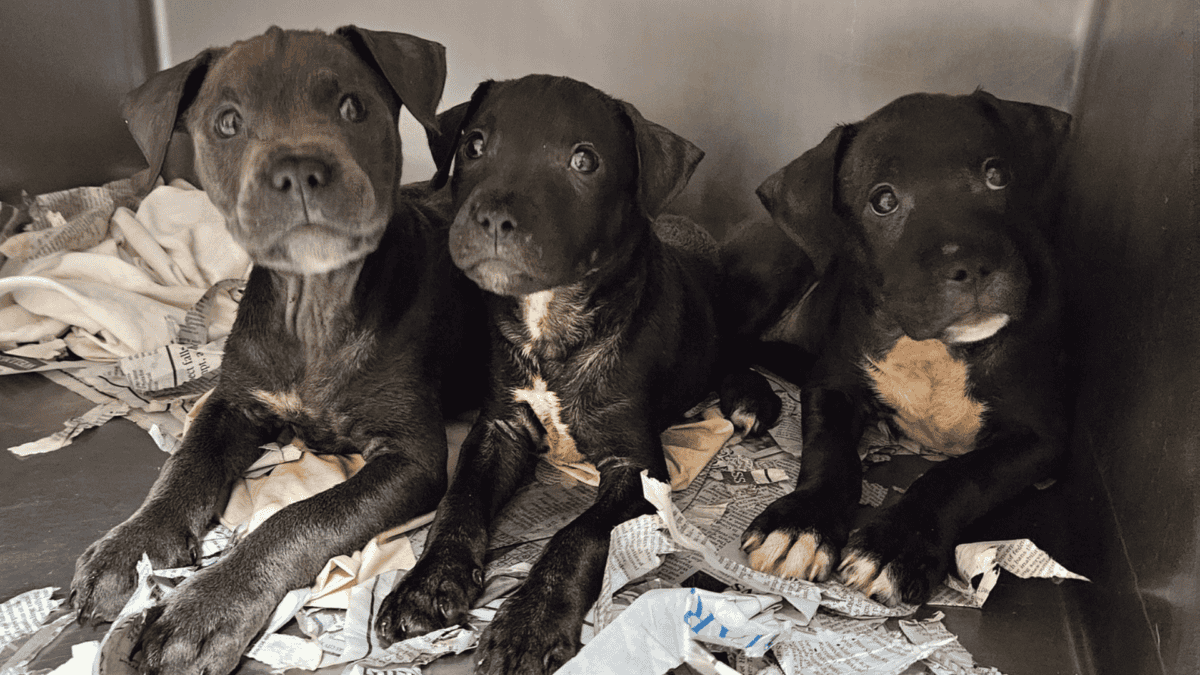 Puppies waiting at the shelter.
