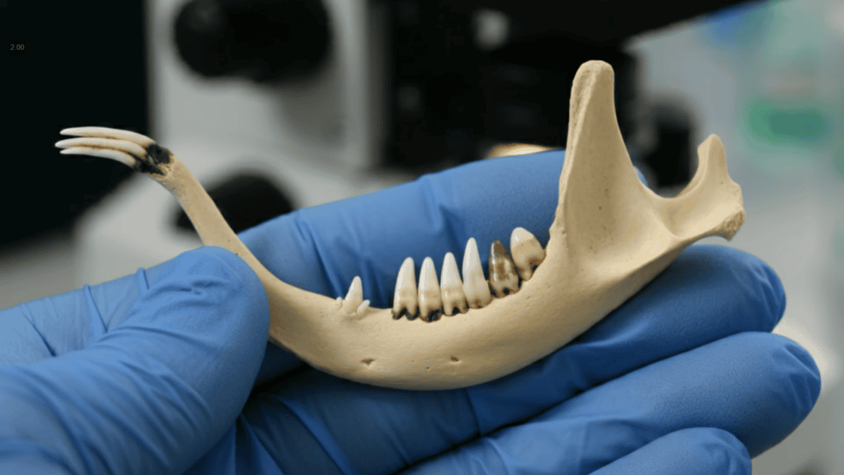Jawbone and teeth of Heleocola piceanus