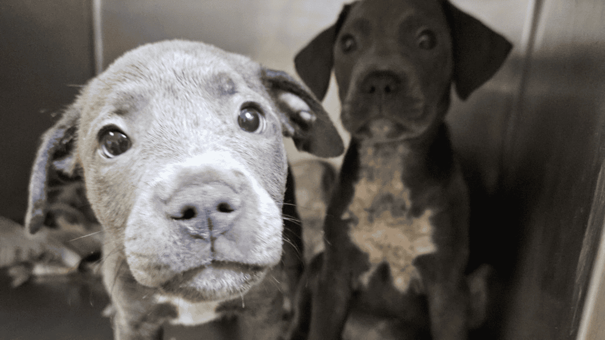 Puppies trying to impress visitors