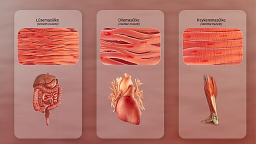 Types of Muscles. 