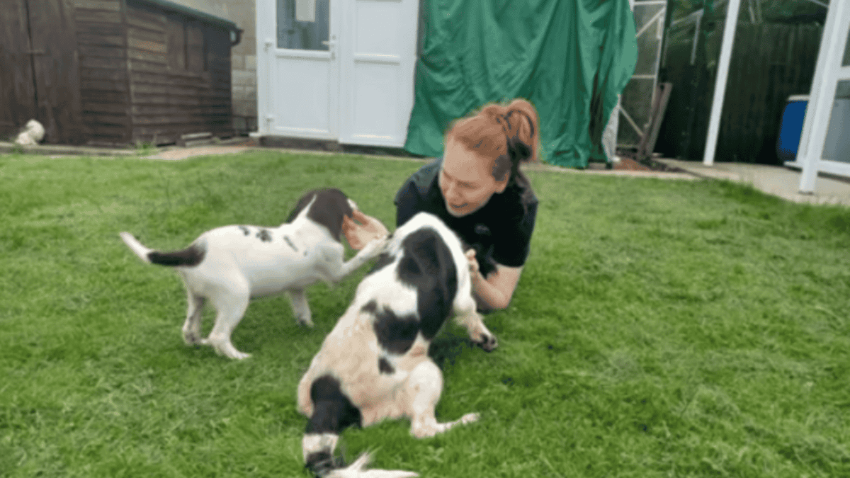 Rescued puppy and mama dog adopted.