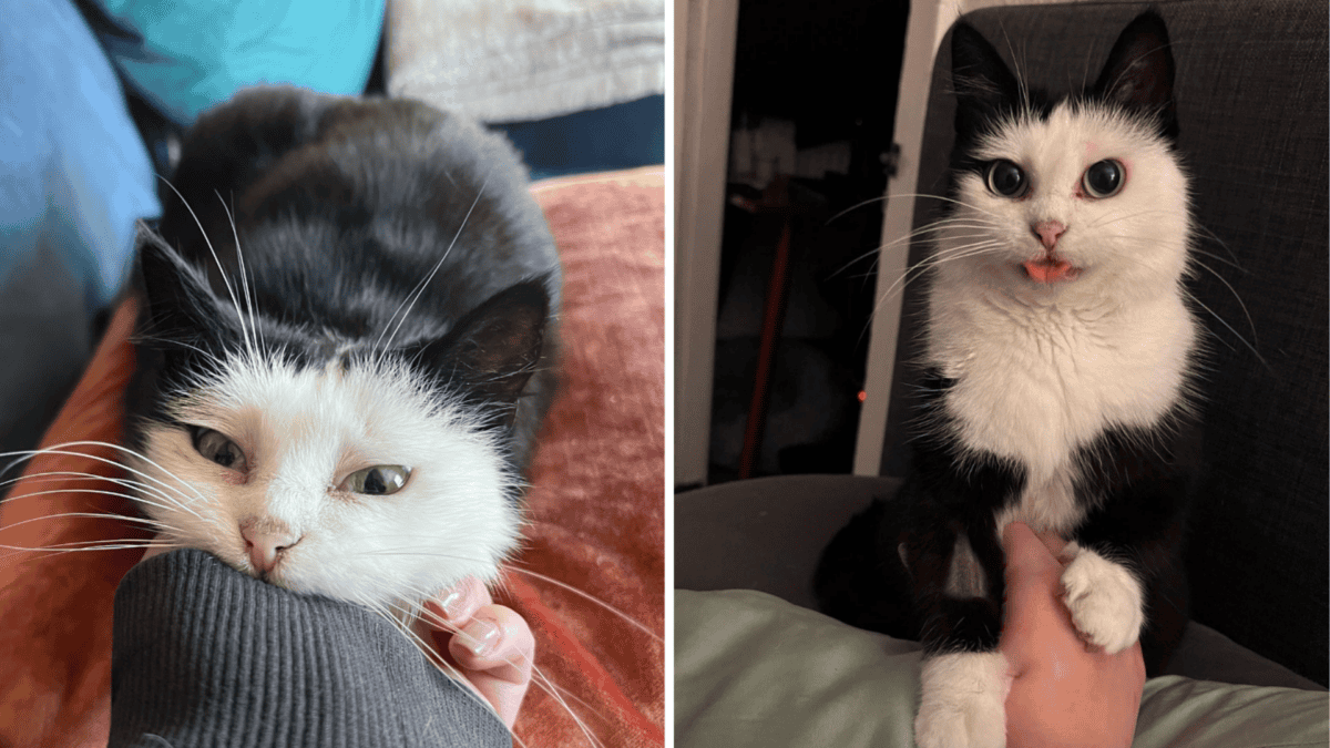 Rescued cartoon-like cat's special bond with owner.