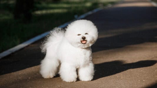 14 Dogs That Stay Puppies Forever in Personality