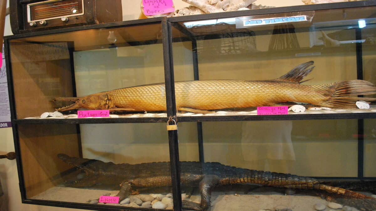 Display of an alligator and an alligator gar. 