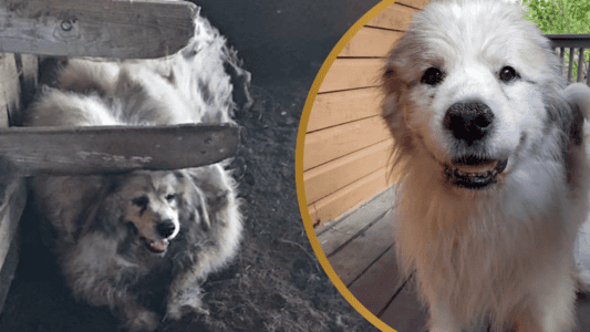 Dog Trapped in Barn for 6 years is Finally Rescued and Makes a Stunning Transformation