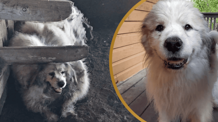 Dog Trapped in Barn for 6 years is Finally Rescued and Makes a Stunning Transformation