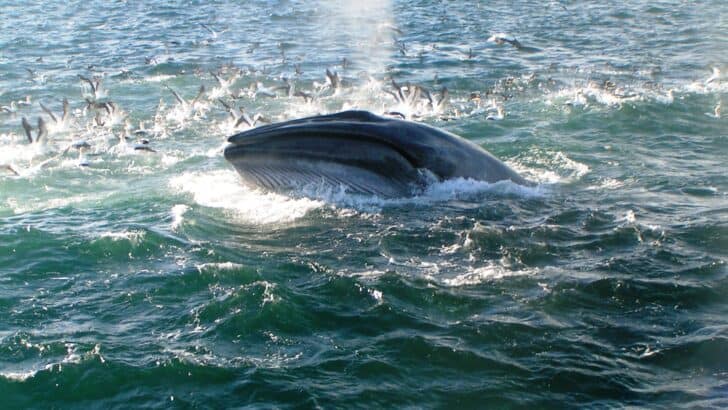 Citizen Scientists Capture Rare Bryde’s Whales Surfing in Australian Waters
