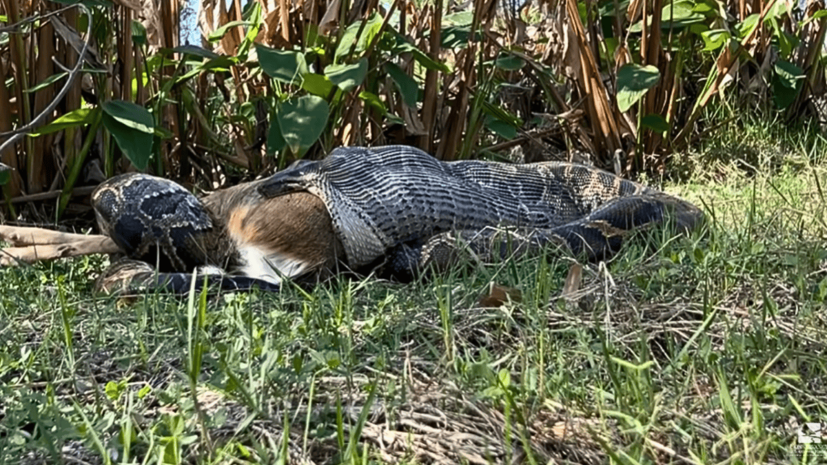 Burmese Python Swallowing Large Adult Deer