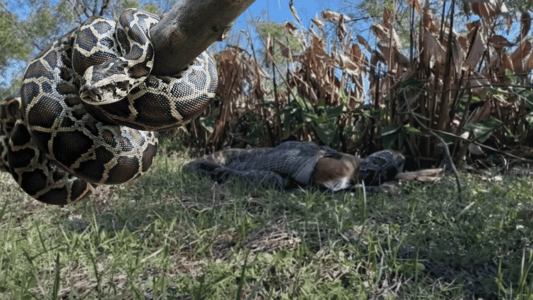 Intense Footage Captures Invasive Burmese Python Swallowing Large Adult Deer in Florida&rsquo;s Everglades