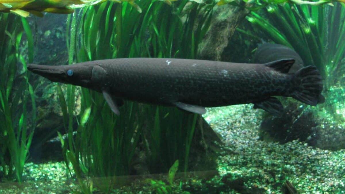Alligator gar in front of greenery.