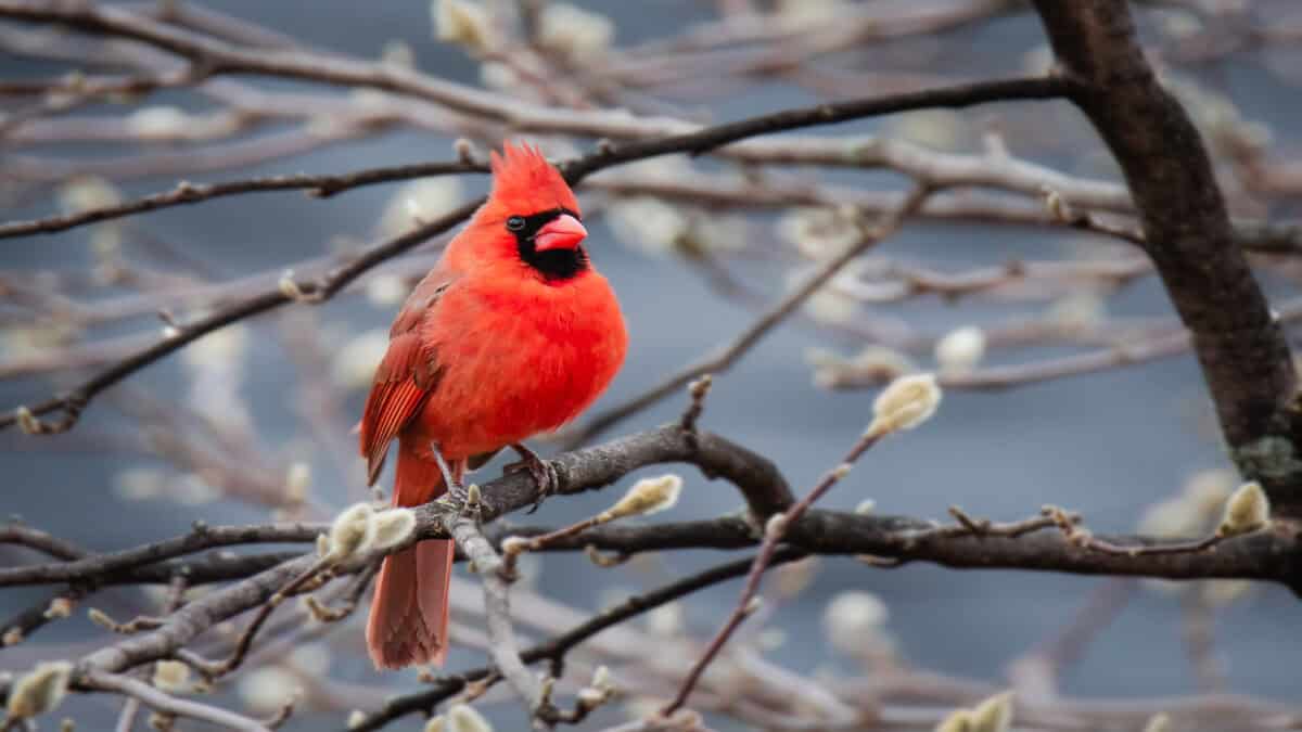 Northern cardinal.