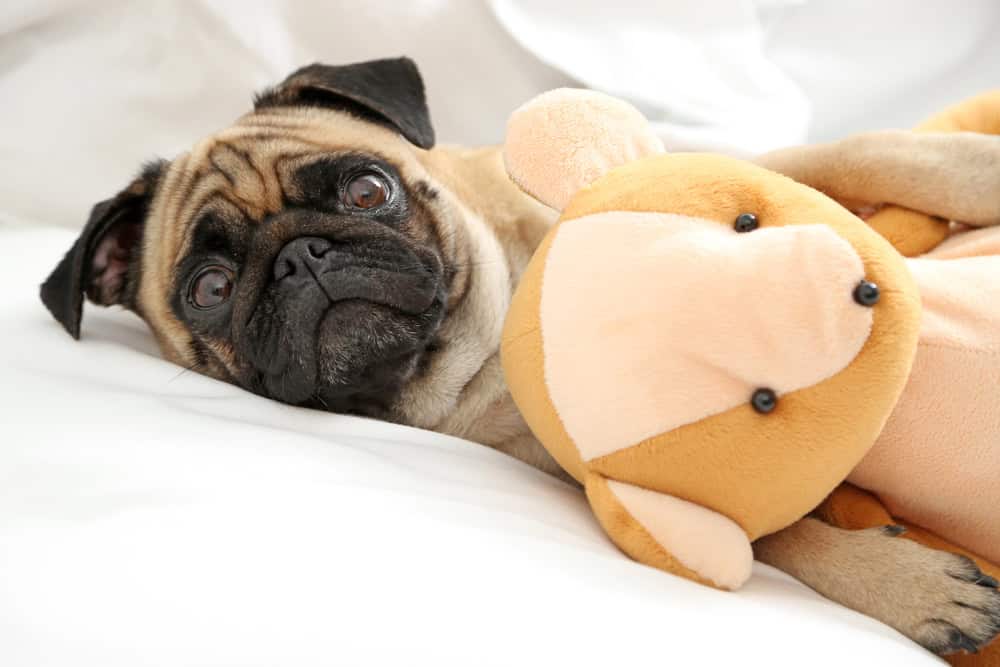 pug