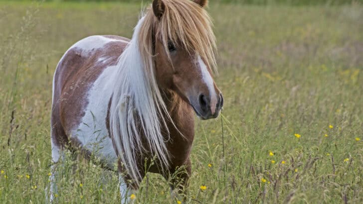 Small but Mighty Horses Showing the Magic of Miniature Breeds