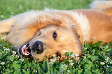 Why Your Dog Might Be Staring At You