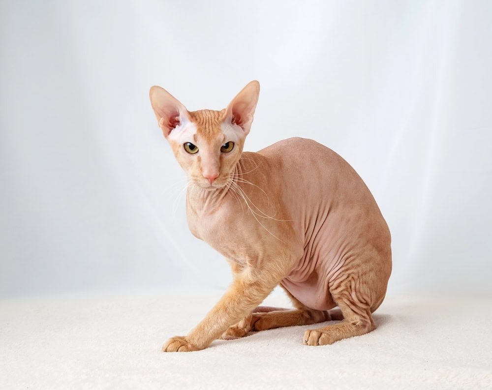 Peterbald cat
