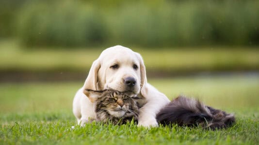 10 Dog Breeds That Get Along Perfectly with Cats