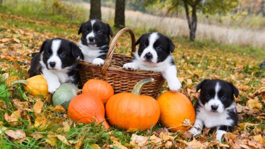 29 Questions to Ask Before Adopting a Puppy From Anywhere