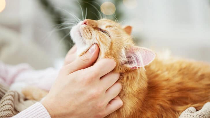 Find Out Which Petting Spots Make Your Cat Purr