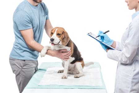 Why Vaccinations are Important for Small Dogs