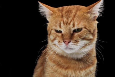 Stanford Scientists Crack the Genetic Code Behind Male Orange Cats