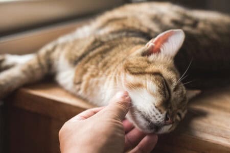 The Right Way to Give Witch Hazel To Your Cat