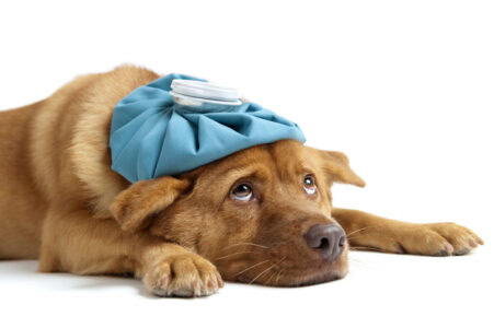 How Long Can Your Dog Go Without Eating? Here&rsquo;s What You Need to Know