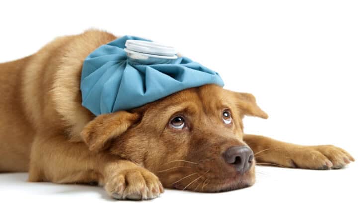 How Long Can Your Dog Go Without Eating? Here&rsquo;s What You Need to Know