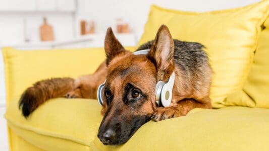 10 Ways to Calm Your Dog Naturally