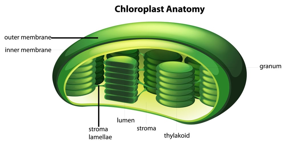 Illustration of the Chloroplast