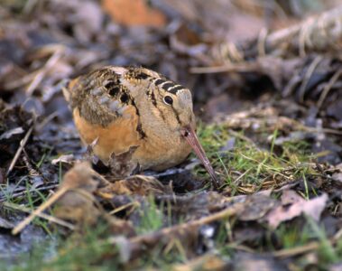 The Dazzling Mating Dance of the Male Woodcock