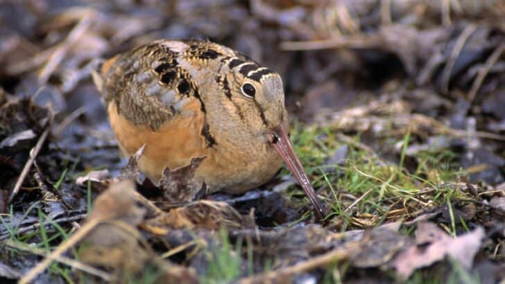 The Dazzling Mating Dance of the Male Woodcock