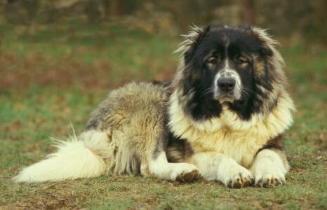 13 Dog Breeds That Hate Loud Noises the Most