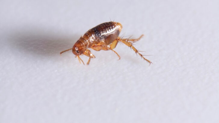 This Animal Can Jump 100 Times Its Own Height