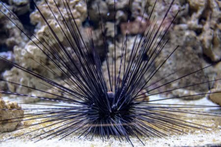 Which US State Has the Most Venomous Animals?