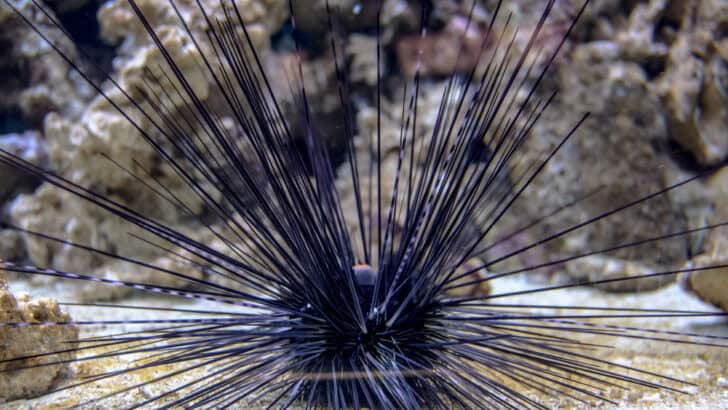 Which US State Has the Most Venomous Animals?