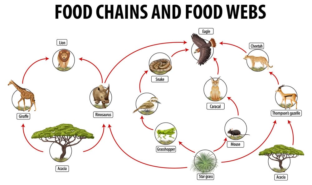 Food chains diagram.