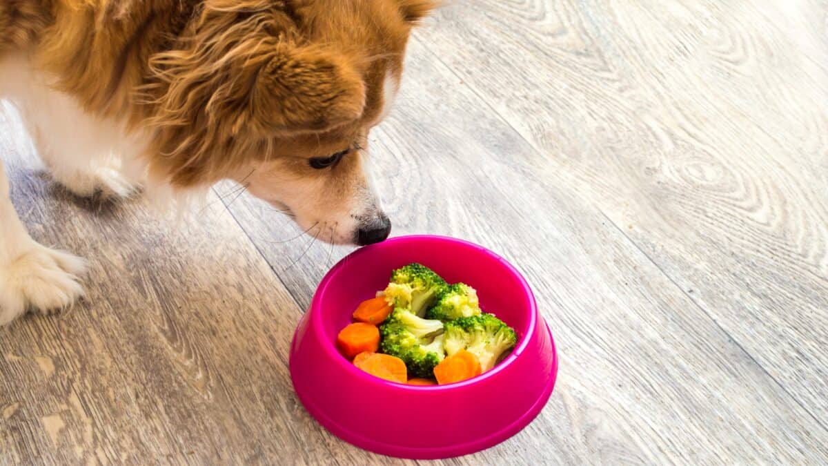 Foods in Your Pantry That Could Help Your Dog Live Longer