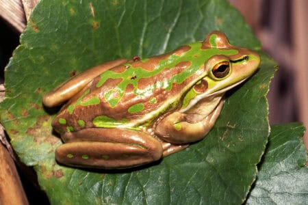 Aussie Male Frogs on High Alert as Female Frog Drags and Attempts to Eat Male Screaming for Its Life