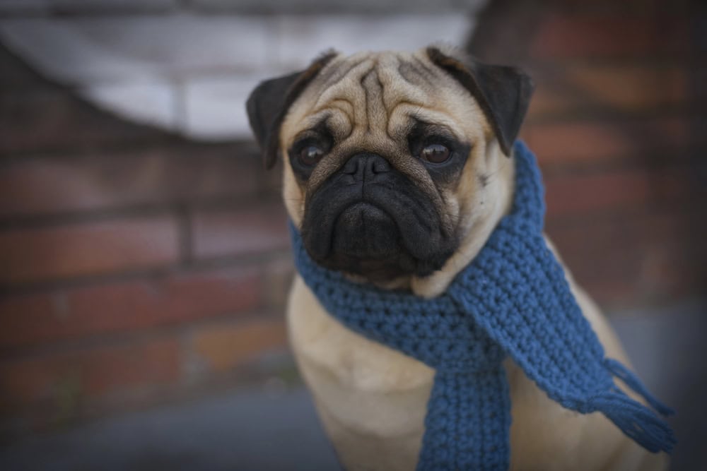 pug