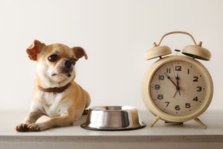 The Ultimate Guide to Your Dog&rsquo;s Perfect Feeding Schedule