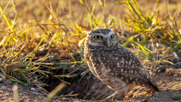 Burrowing Owls Edge Closer to Endangered Status in California