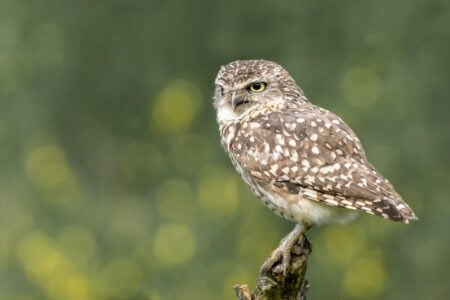 The Ghostly Silence of the Owl in Flight