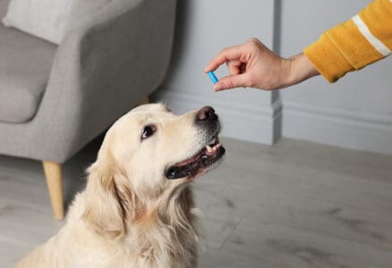 Do Dogs Need Vitamins? A Fun Guide to Keeping Your Pup Healthy
