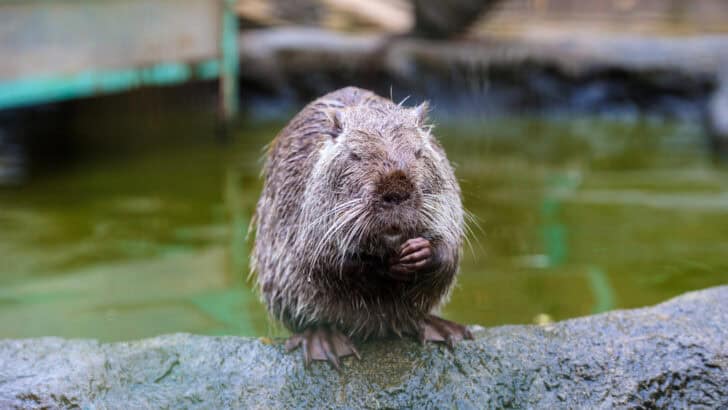 Wildlife Officials Worry as Invasive 3ft Rat-Like Creatures with Orange Teeth Swarm California